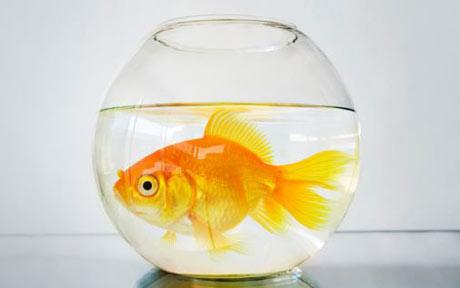 goldfish in bowl - goldfish are rumored to have a memory span of only 3 seconds. 