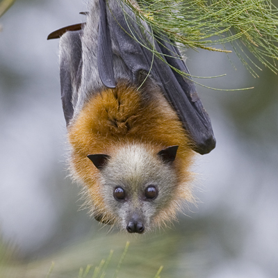 Grey Headed Flying Fox Bat - The grey-headed flying fox is found along Australia's east coast from Rockhampton, Queensland in the North to Melbourne, Victoria in the south. The grey-headed flying fox is very mobile and migrates in search of food. They like to 'camp out' in trees, eucalyptus forests, rain-forests, sclerophyll vegetation usually near water or in mangroves and will often share their camp with bat species like the black flying-fox and little red flying-fox.