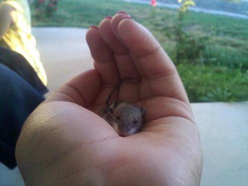 my baby mouse - baby mouse