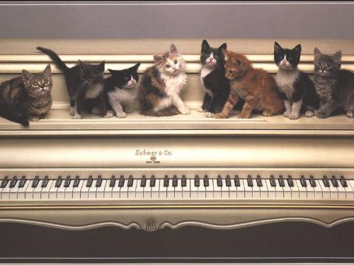 cat - We love music a lot