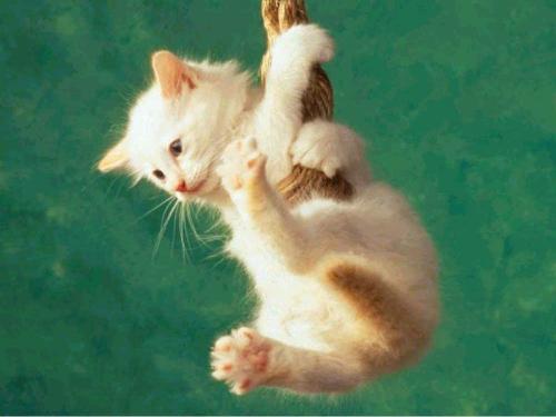 hanging cat - Anyone can drop me....please....