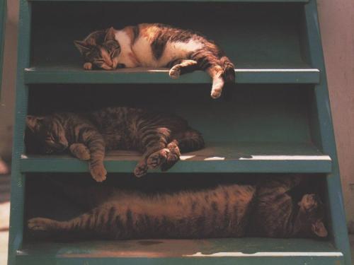 Sleeping cats - Please... Don't disturb...