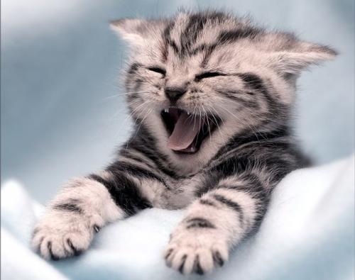 cute kitten - Say Hi to me guys.....