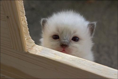 kitten - I am here buddy's..