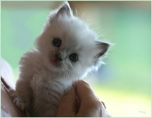 kitten - Hi...I am new to this world...