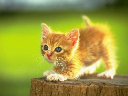 kitten - 1........2...........3........ jump