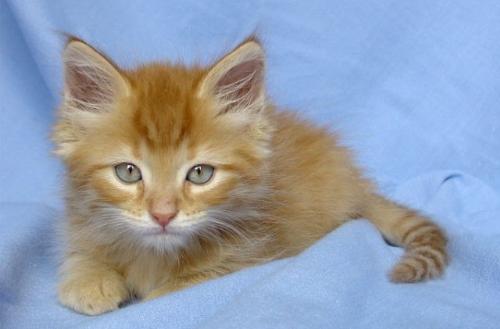 kitten - Just now wake up... coffee please...