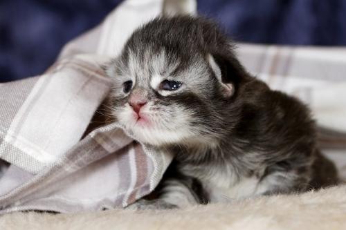 kitten - Hello everybody... I am blacky...