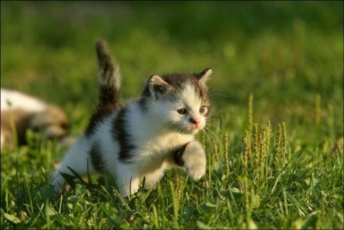 kitten - catch me..