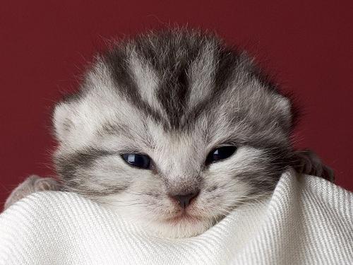 kitten - hellooooooooooooooooo...