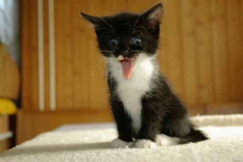 kitten... - hiiiiiiiiiiiiiiiiiiii....