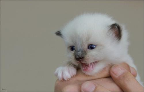 kitten - Soooooooooooo sweet.....