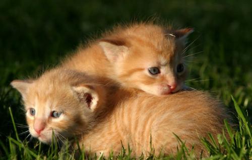 kittens - we are very close each other