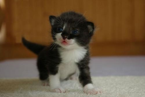 kitten - kutti kitten