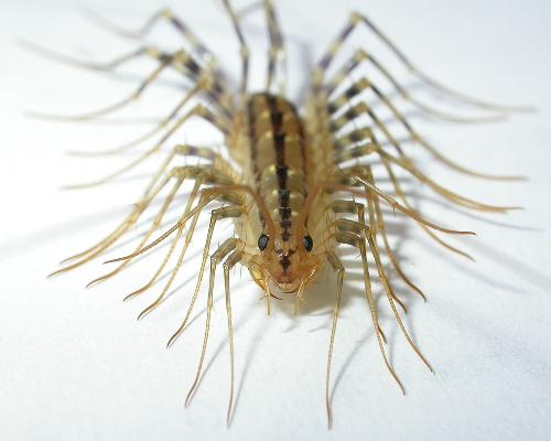 image of a centipede - photo of a centipede like the ones I find