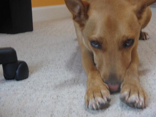 My dog - Here is a picture of my dog