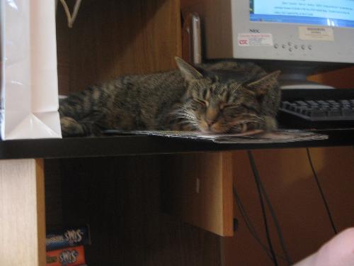 Cat - Here is a picture of my cat Mikko