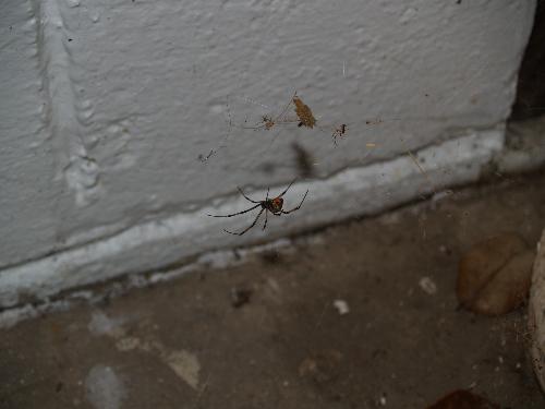 Black Widow Spider - A female black widow spider and her potential mate hanging out in her web near a crawl space to get underneath our house.
