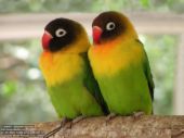 lovebirds - birds