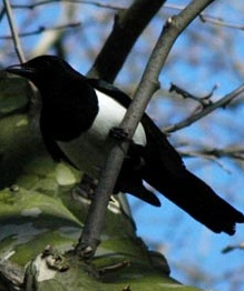 Beautiful bird photo - A bird sitting on a Stem.
