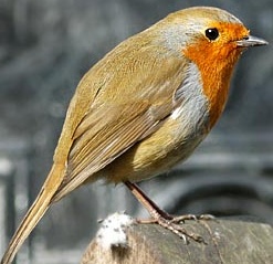 An Interesting bird photo. - A beautiful bird photo.