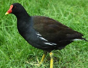 nice bird - A nice bird photo.