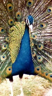 A bird photo - A beautiful bird photo.