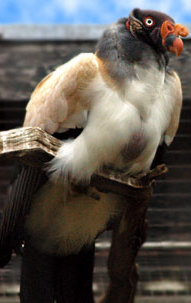A king Vulture Bird - It is a photo of a King Vulture Bird.
