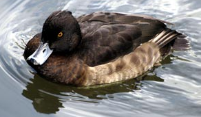 A beautiful bird. - A very beautiful bird photo.