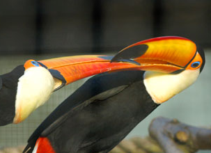 Beautiful Bird Photo - A photo of two beautiful birds.