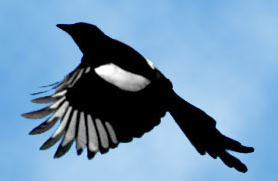 Bird Photo - A very beautiful bird photo.
