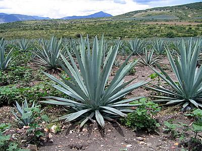 Blue Agave, for making tequila - This is the plant used in the making of tequila. The leaves are shaved off and the heart cooked for 36 hours in clay ovens (or six to eight hours in microwaves) before the juices are extracted, fermented, and then distilled (twice for tequila)