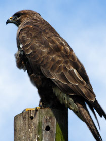 A beautiful bird. - This is a photo of a beautiful bird photo.