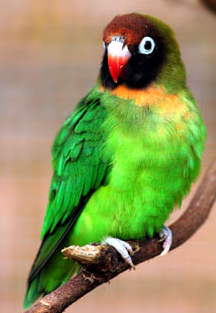 A bird photo - A photo of a beautiful bird.