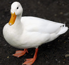 A beautiful bird. - A very beautiful photo of a Duck.
