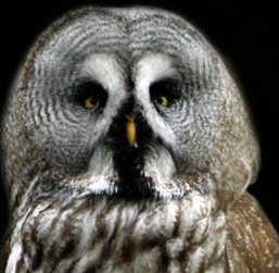 A bird photo of an Owl - An Owl photo