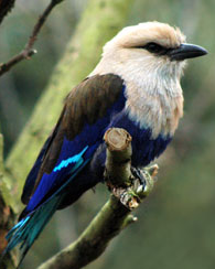 Beautiful Bird - A photograph of a beautiful bird.