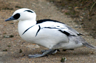 A beautiful bird. - Beautiful photograph of a bird.