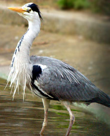 A photo of a Heron Bird - A beautiful photo of a Heron