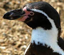 A nice bird photo - A nice photo of a beautiful bird