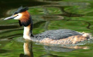 A Duck in water - A photo of a duck in water