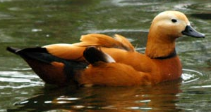 A beautiful bird. - Photograph of a beautiful bird.