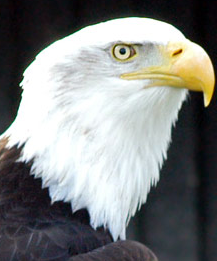 A nice bird photo - A nice bird