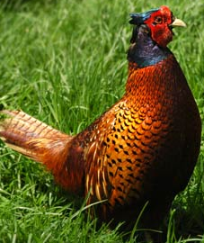 A bird photo - A bird.