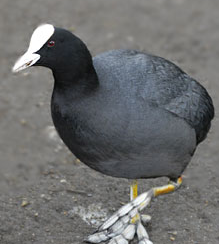 Bird photo - A coot photo.