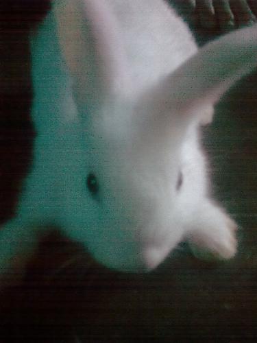 rabbit - My rabbit is so cute!