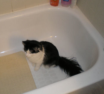 S'more's  - My long furred,longer whiskered cat S'more's in my tub.