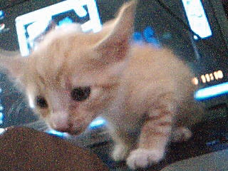 ginger,cute huh! - ginger looking at me,her new mom,lol.