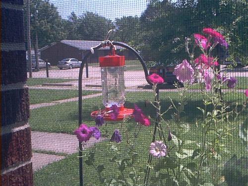 Another pic of my hummingbird feeder outside my wi - don't adjust your computer screen now, this is a shot through my window screen & glass (G)!