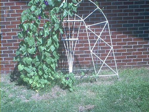 My Morning Glory's and trellis - Here's a shot of one of the big trellis, that my Dad built years ago for me and my Morning Glory's are fast taking over it...